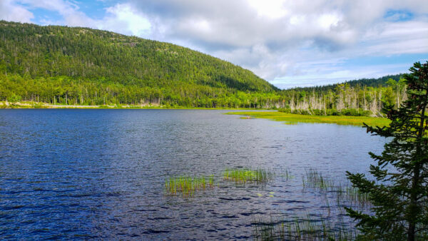 Pond Near Acadia Carriage Trail