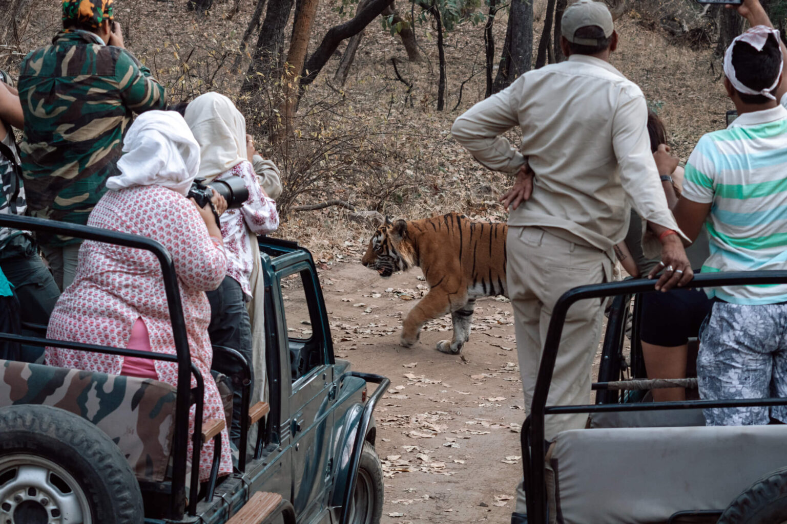 Tiger Safari In India Ranthambore National Park Guide 