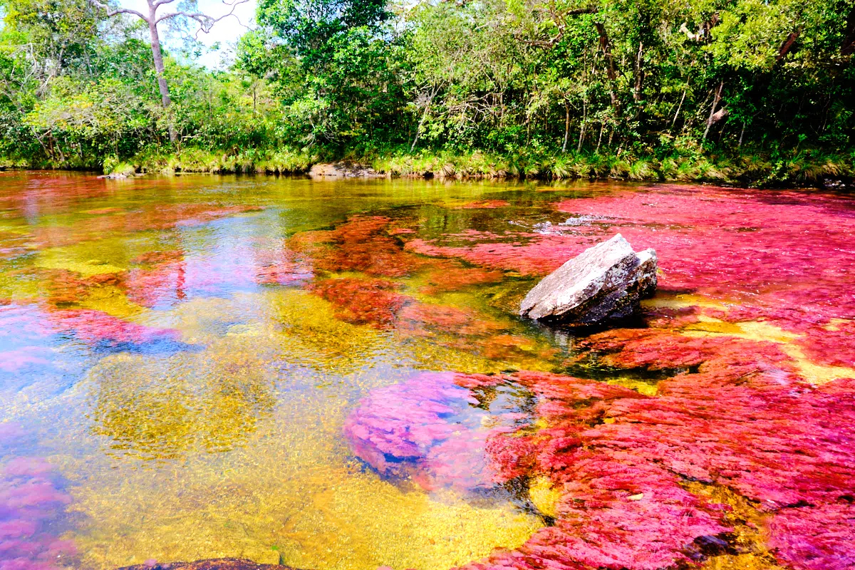 Top 10 Places To Visit In Colombia - Best Time to Visit Caño Cristales