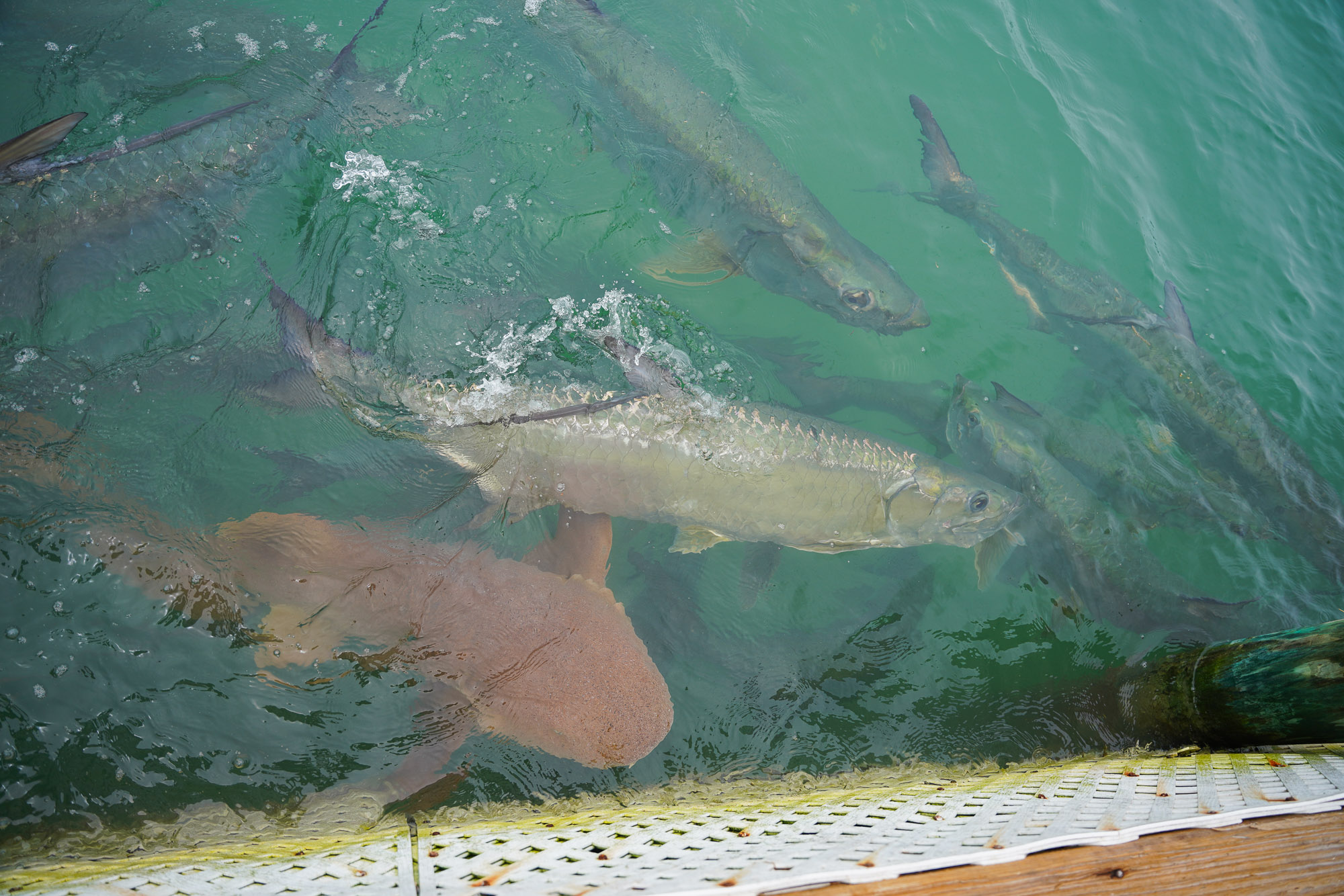 Tarpon Feeding